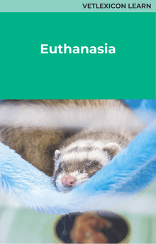 Ferret Euthanasia