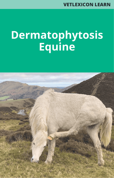 Dermatophytosis (Equine)