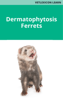 Ferrets Dermatophytosis