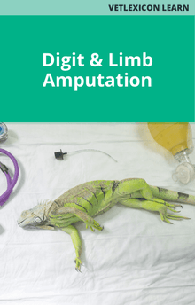 Reptile Digit and Limb Amputation