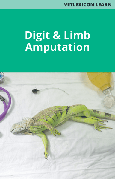 Digit and Limb Amputation