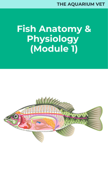 The Aquarium Vet Fish Anatomy and Physiology