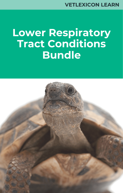 Lower Respiratory Tract Conditions Bundle
