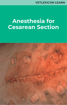 Anesthesia for Cesarean Section (Canine)