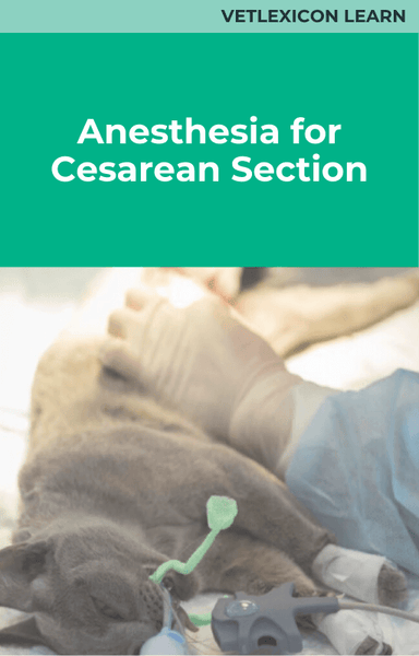Anesthesia for Cesarean Section (Feline)
