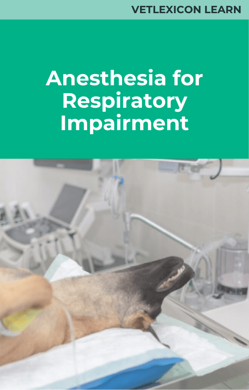 Anesthesia in Respiratory Impairment (Canine)