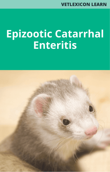 Epizootic Catarrhal Enteritis