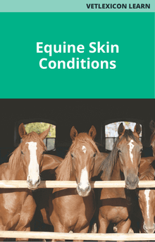 Equine Skin Conditions