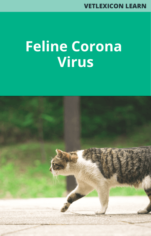 Feline Coronavirus