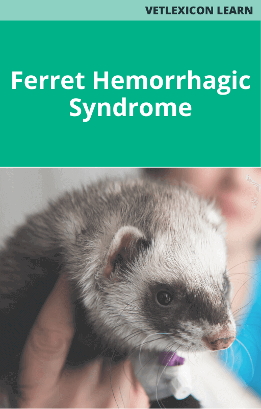 Ferret Hemorrhagic Syndrome