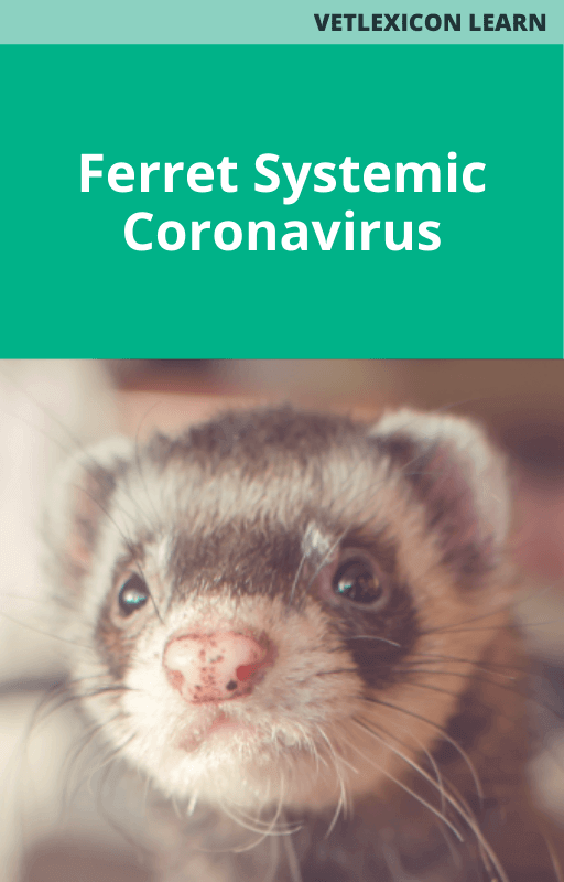 Ferret Systemic Coronavirus