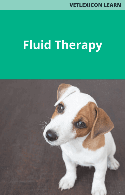 Canine Fluid Therapy