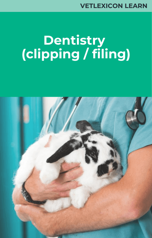 Rabbit Dentistry (clipping/filing)