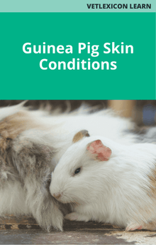 Guinea Pig Skin Conditions Course Bundle