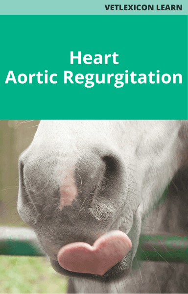 Heart: Aortic Regurgitation
