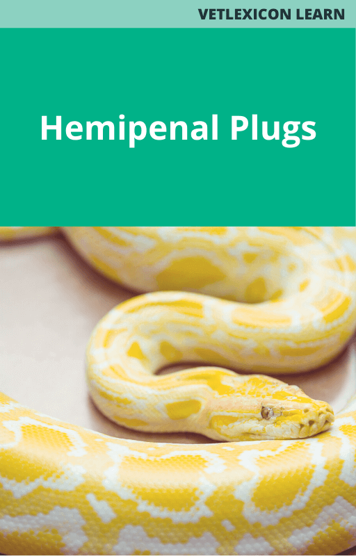 Reptile Hemipenal Plugs