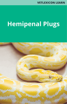 Reptile Hemipenal Plugs