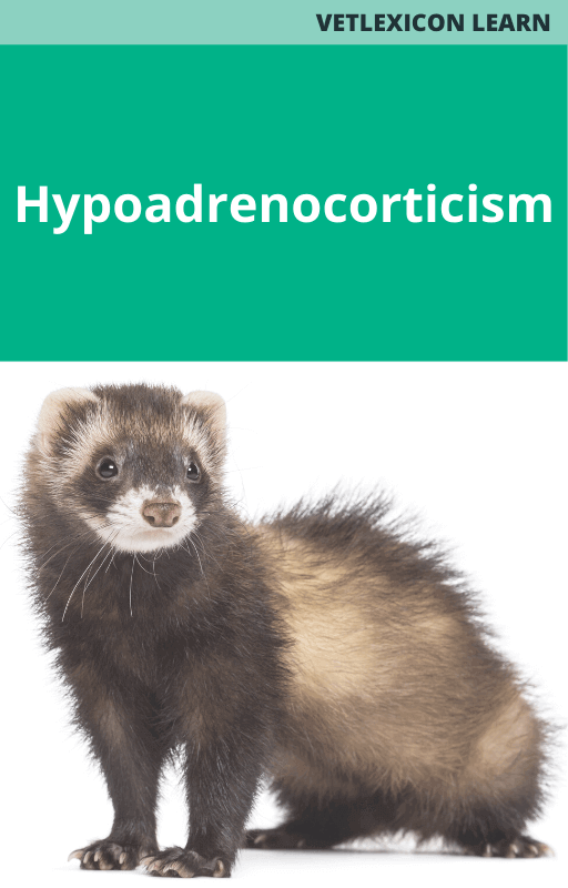 Hypoadrenocorticism