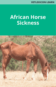 African Horse Sickness