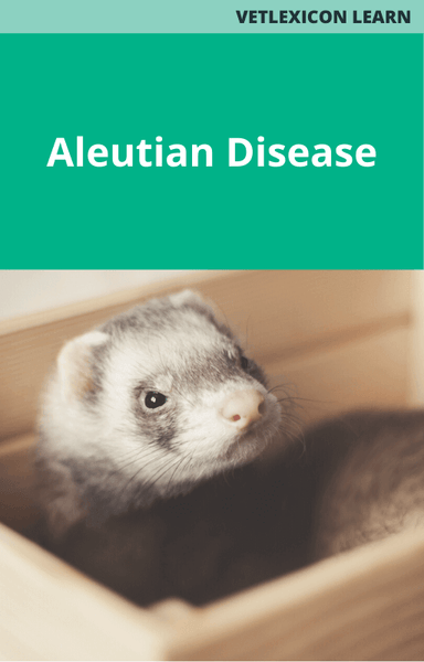 Aleutian Disease