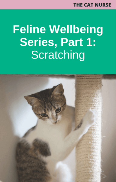 Feline Wellbeing Series Part 1: Scratching