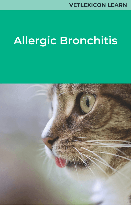 Allergic Bronchitis