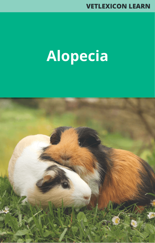 Alopecia (Guinea Pigs)