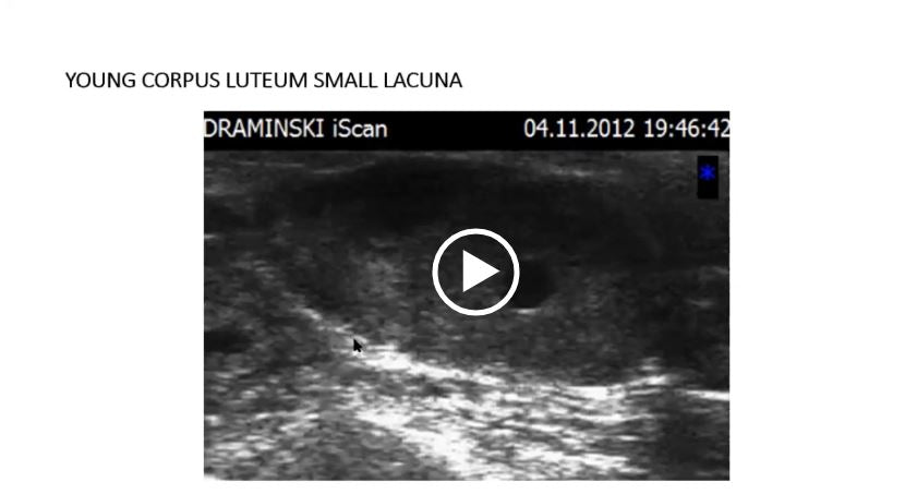 Advice and ultrasound observations of the bovine oestrous cycle