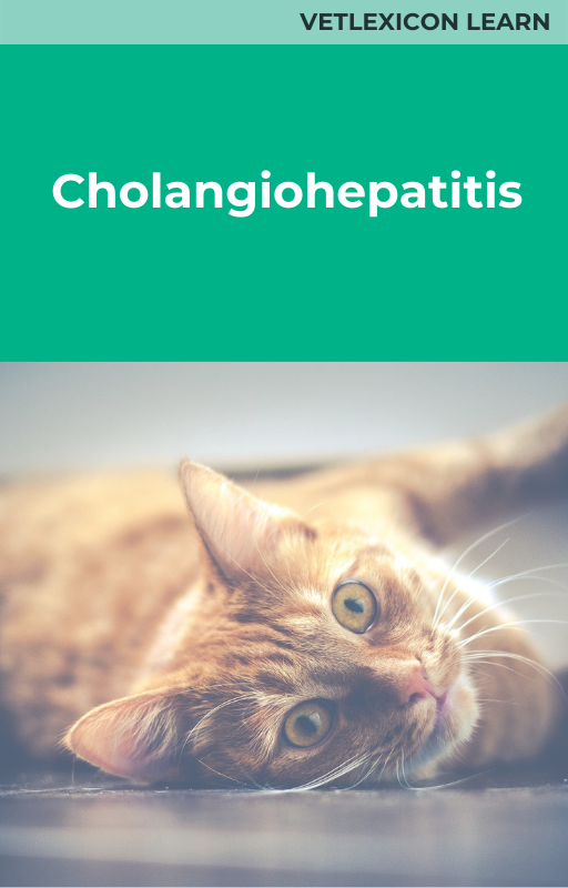 Cholangiohepatitis (feline)
