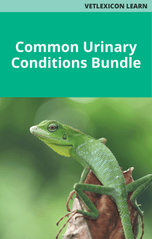 Common Urinary Conditions Course Bundle Reptiles