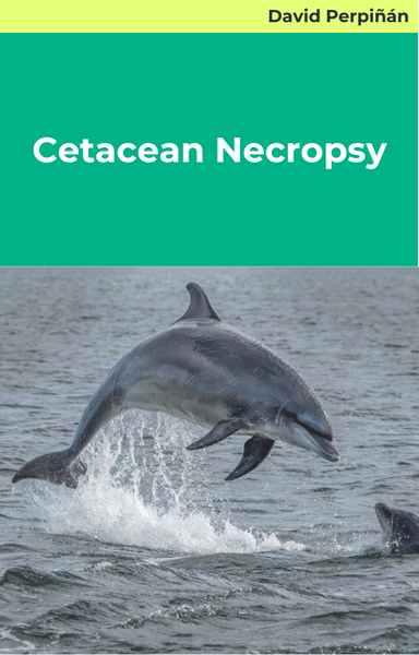Cetacean Necropsy