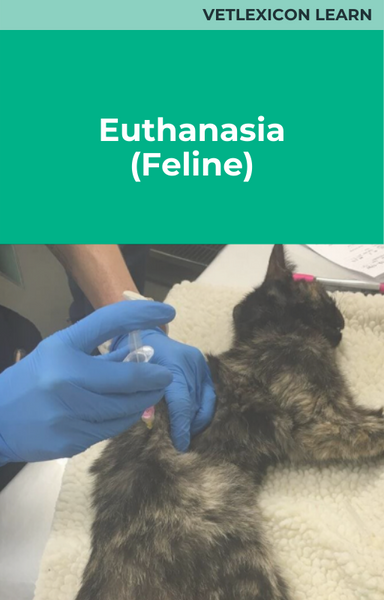 Euthanasia (Feline)