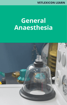Canine General Anaesthesia