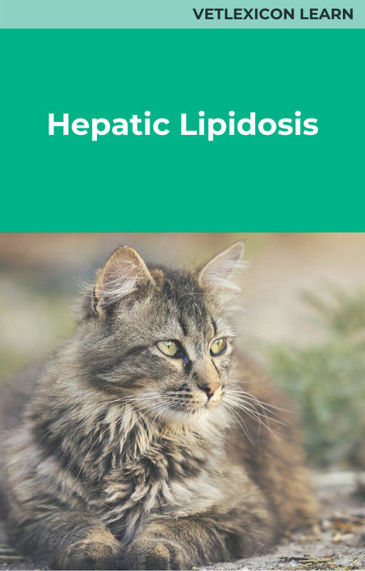 Hepatic Lipidosis (feline)