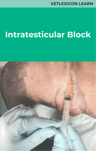 Intratesticular Block