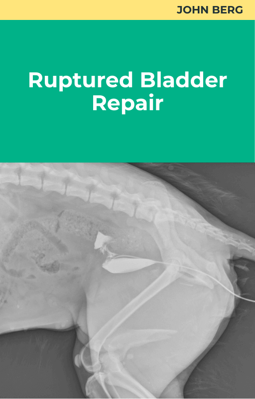 Ruptured Bladder Repair