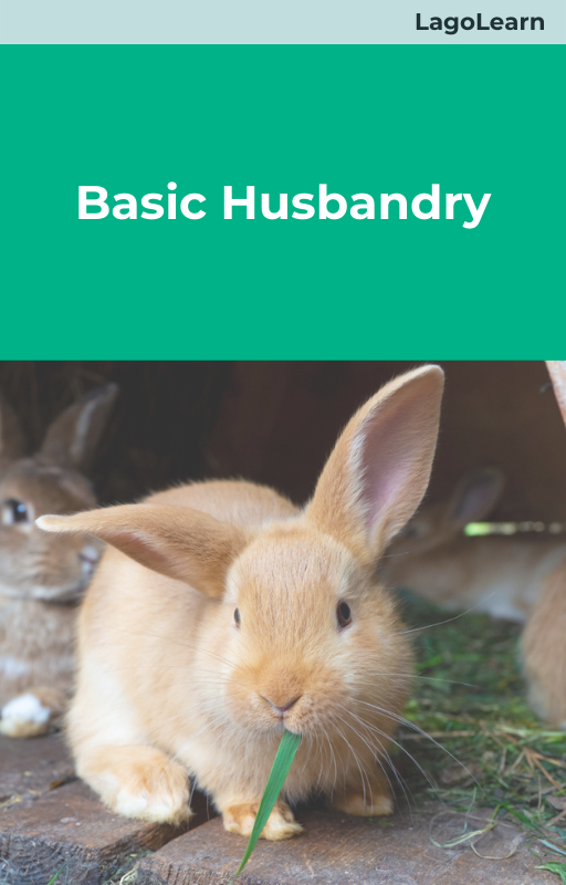 Basic Husbandry