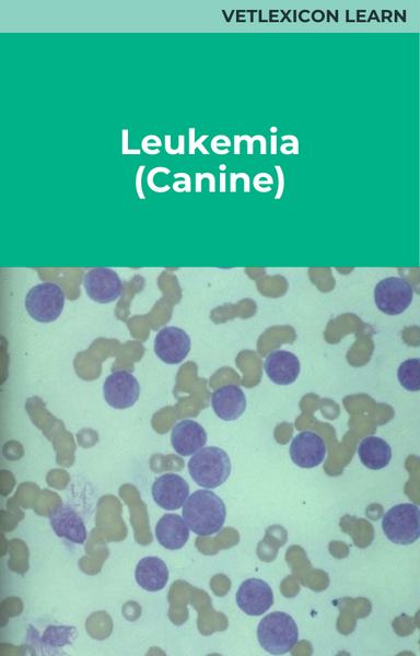 Leukemia (Canine)