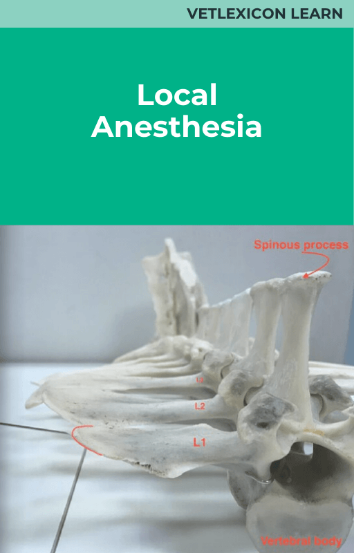 Local Anesthesia (Cattle)