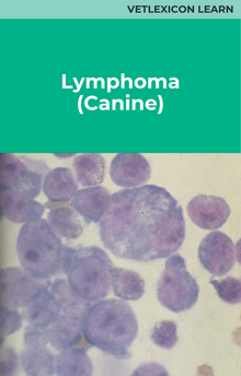Lymphoma (Canine)