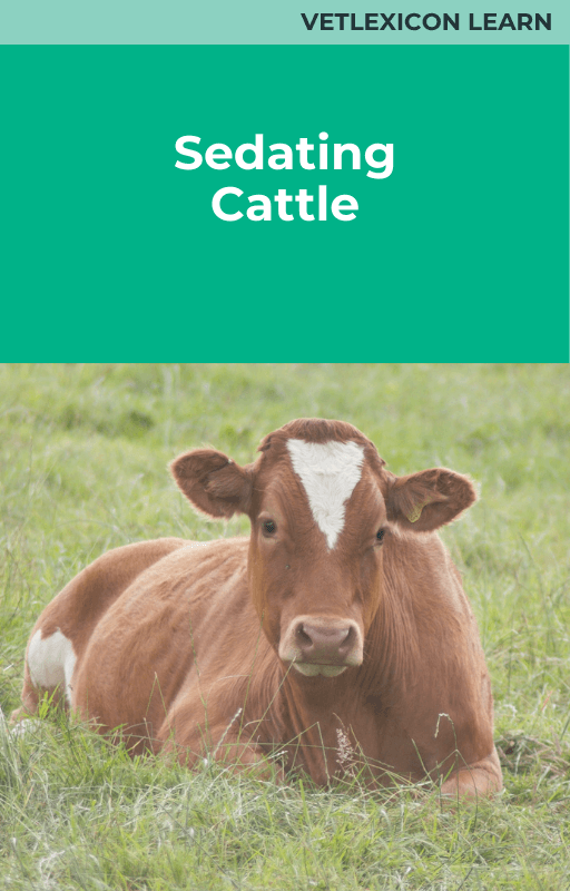 Sedating Cattle