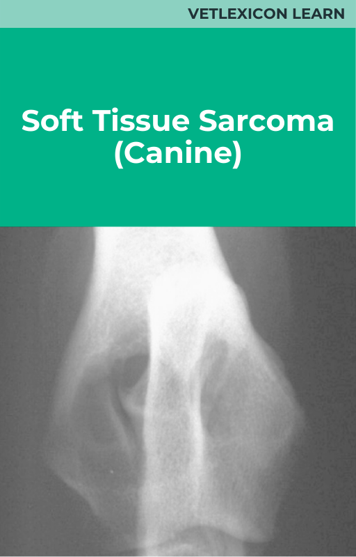 Soft Tissue Sarcoma (Canine)