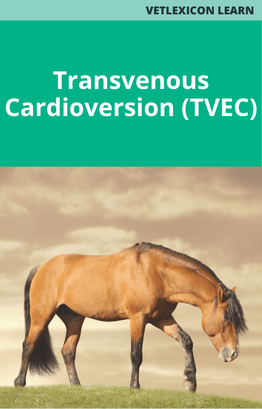 Equine Transvenous Cardioversion TVEC