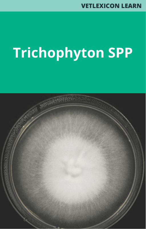 Trichophyton spp