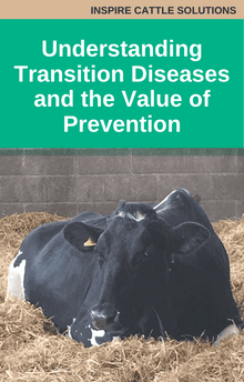 Bovine Understanding Transition Diseases and the Value of Prevention