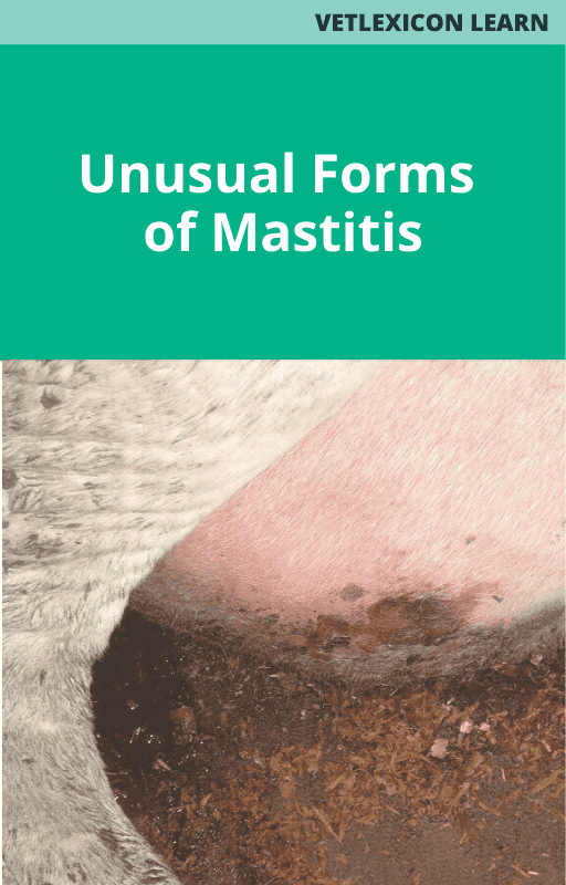Bovine Unusual Forms of Mastitis