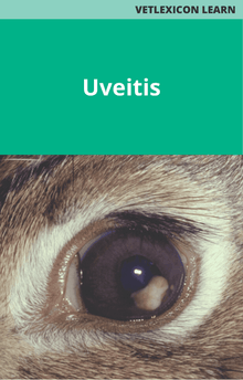 Rabbit Uveitis