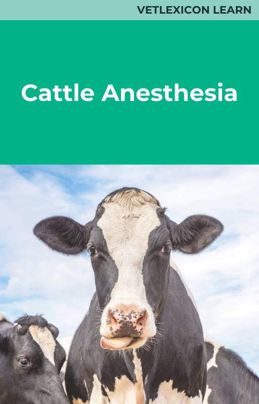 Cattle Anesthesia Bundle