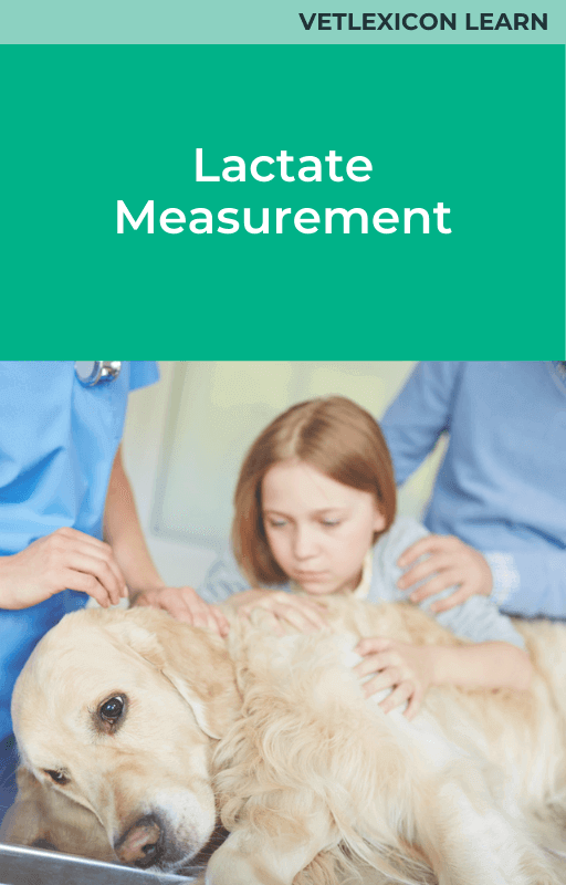 Lactate Measurement