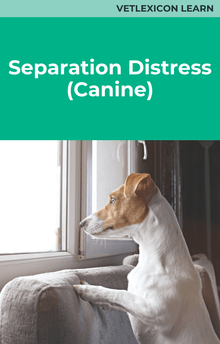 Separation Distress (Canine)